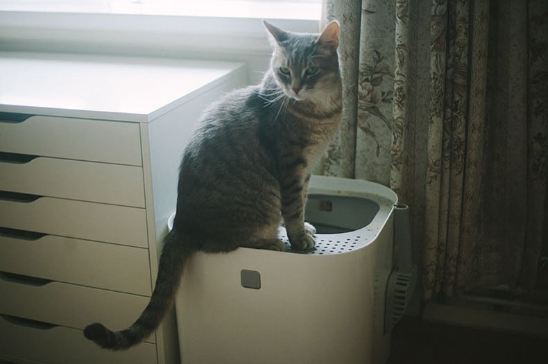 Best Cat Litter Box For Small Apartment