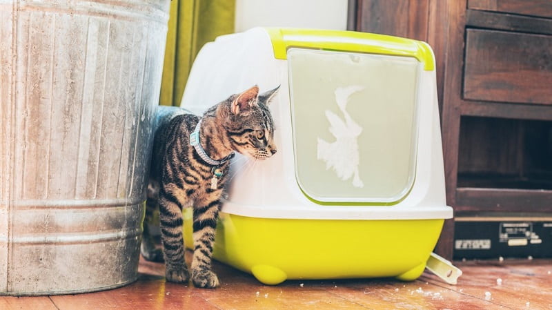 avoid this cat litter box mistake