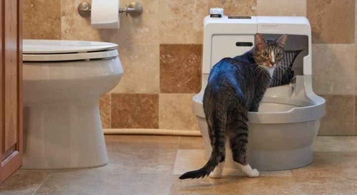 Cat Genie Litter Box In Bathroom