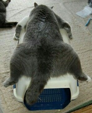 Cat Litter Box for Fat Cat