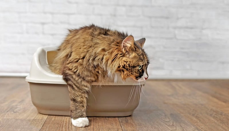 Litter Box For Large Cats