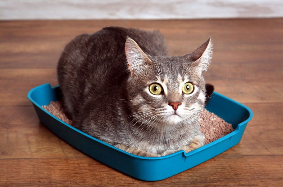 Low Entry Litter Box For Older Cat