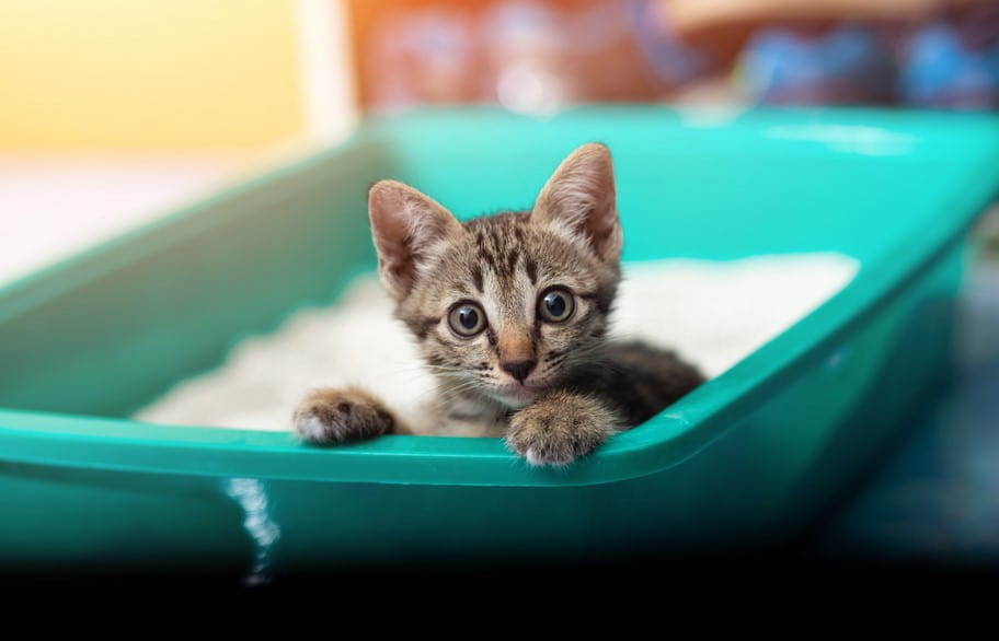 How To Get a Kitten To Use a Litter Box