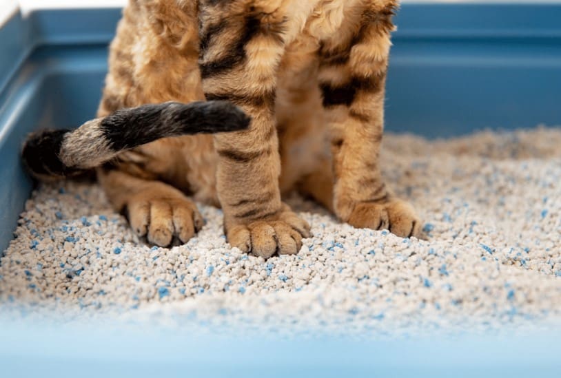 Shallow Litter Box For Senior Cats