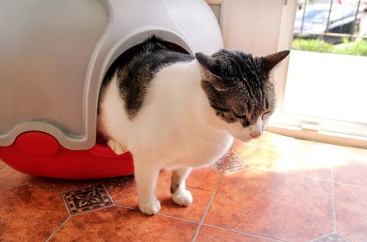 Automatic Litter Box For Large Cats