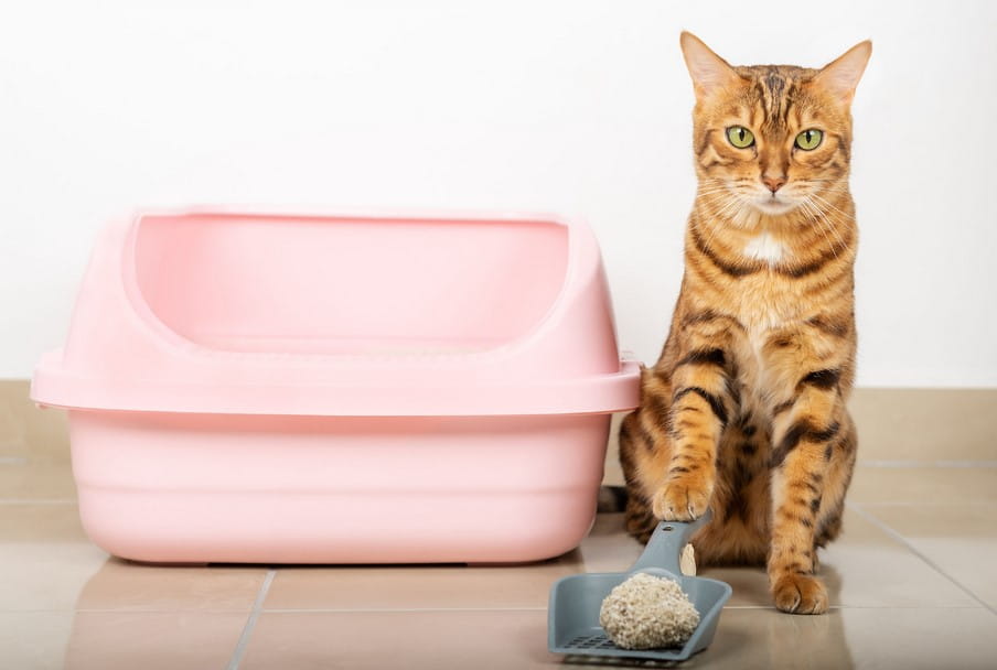 The Extra Large Litter Box With High Sides