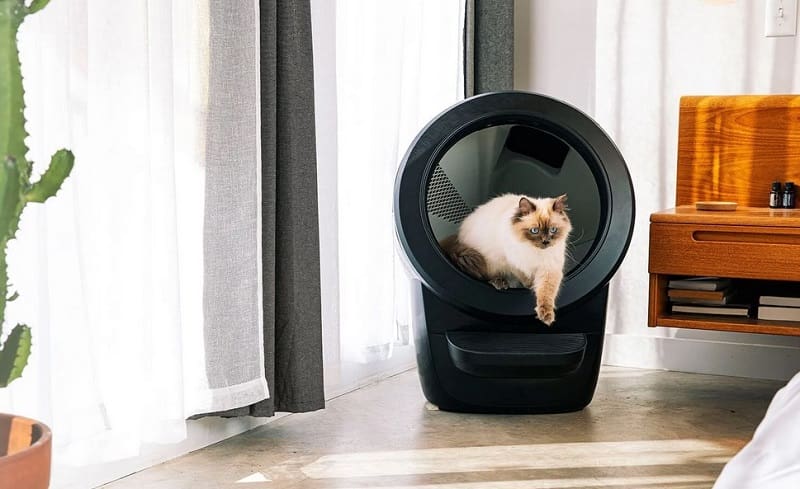 what to consider before buying litter box