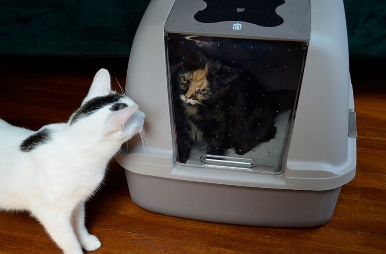 Best Cat Litter Box For Odor Control