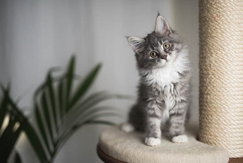 Best Cat Tree For Maine Coon