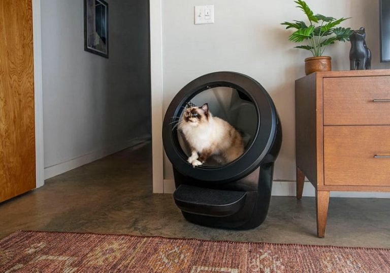 Best Place For Litter Box