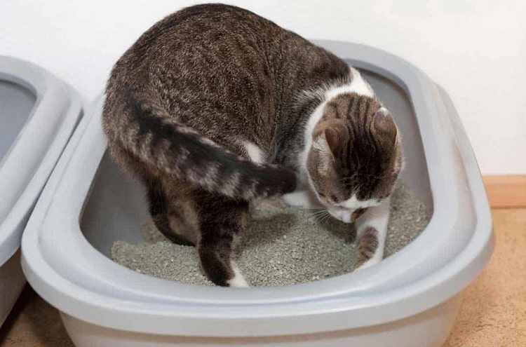 Cat From Digging In Litter Box
