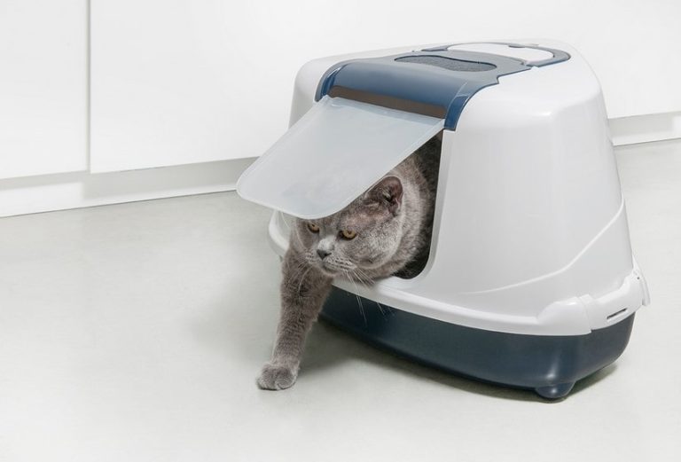 Best Cat Litter Box To Keep Dogs Out