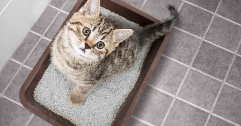 Cat Litter Box With Sifter