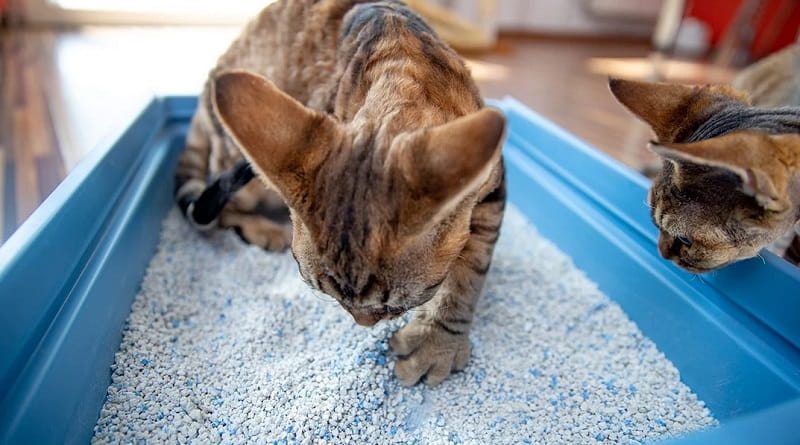 Cat Scratching Litter Box