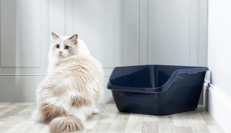 What Makes a Cat Stop Using The Litter Box