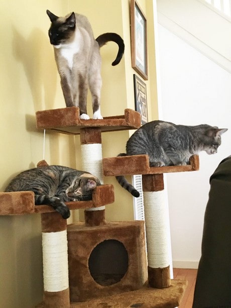Cat Tree For Numerous Cats