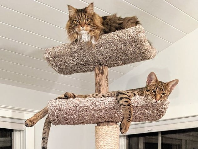 Cat Trees For Multiple Cats