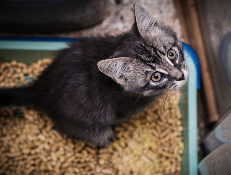 Factors That Show If Your Cat Will Use a Litter Box
