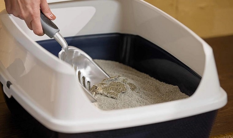 How Long Does It Take To Clean a Litter Box