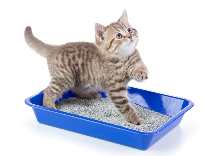 How To Get a Cat To Use a Litter Box