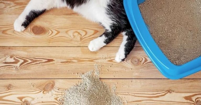 How To Stop Cat From Kicking Litter Everywhere