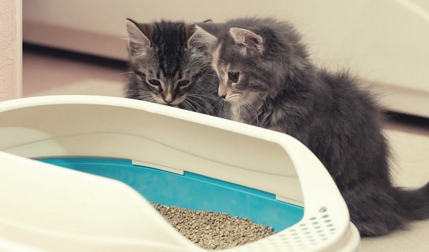 Kitten To Use a Litter Box