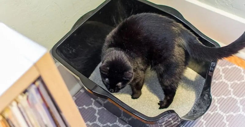 Grown Cat Use a Litter Box