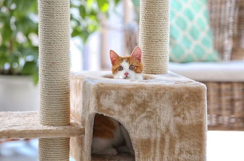 Cat Tree With Elevated Bed
