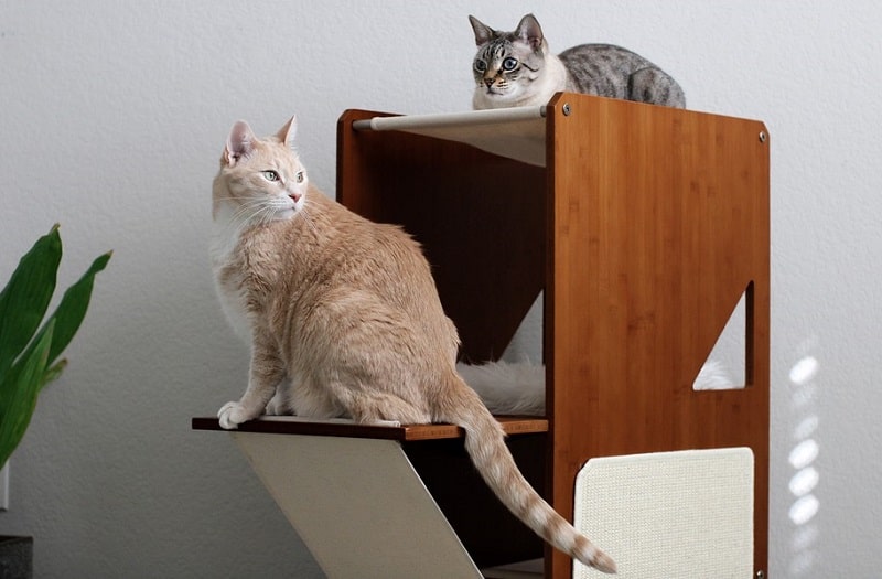 Wood For Cat Trees