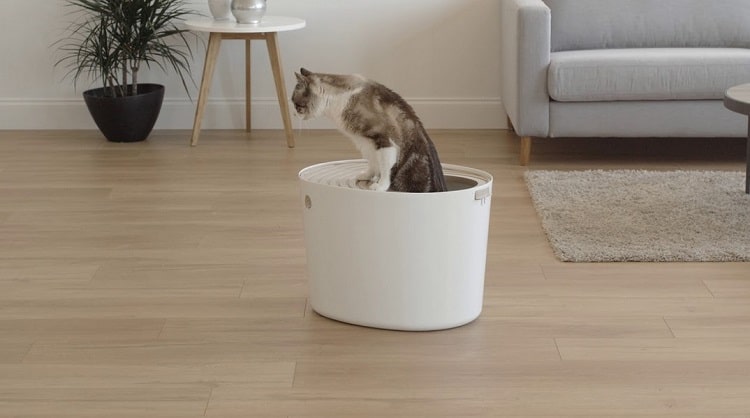 What To Look For In A Top Entry Litter Box