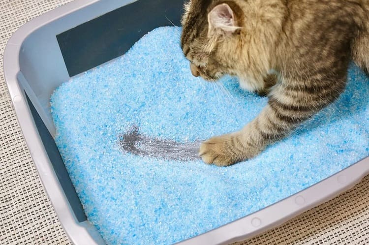 Why Your Cat Scratches The Litter Box