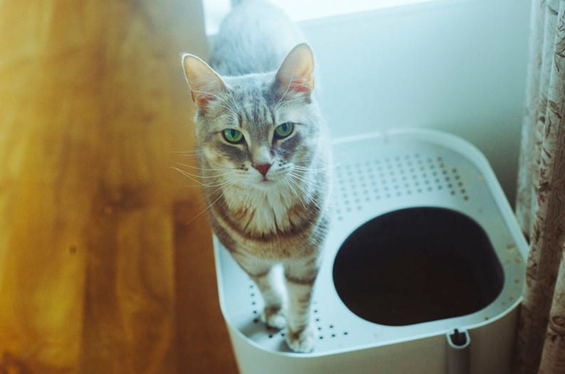 will cats use a top entry litter box