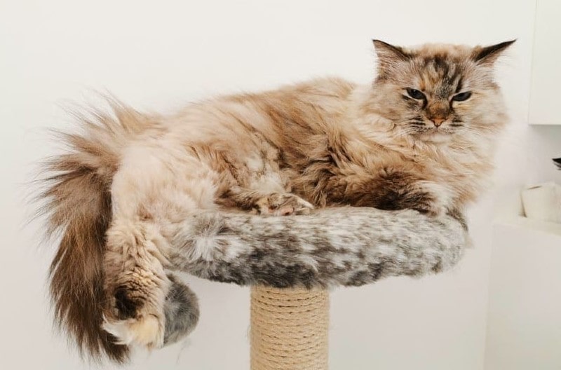Cat Tree For Ragdolls Must Have