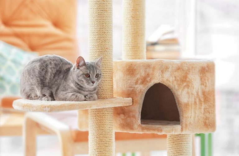 Cat Trees For Declawed Cats