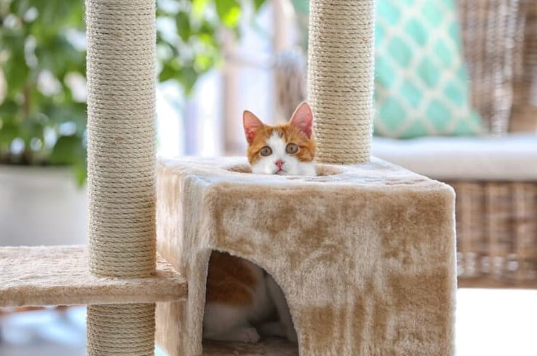 Cat Trees For Small Spaces