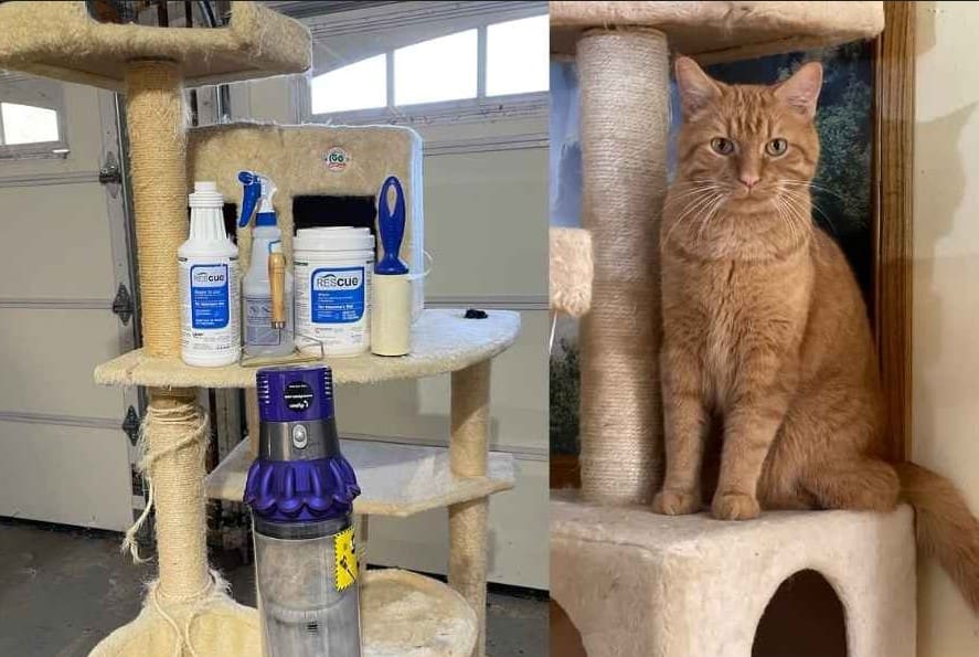 How to clean a cat tree or tower