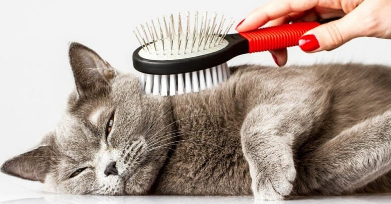 Matted Cat Hair Cleaning