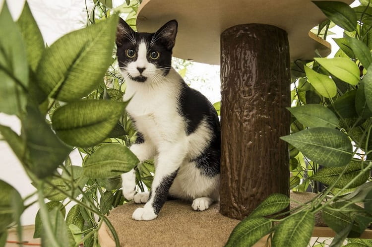 Why Cat Trees With Leaves Are Popular